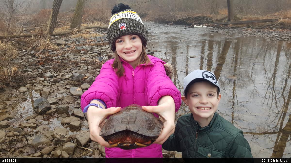 Wood Turtle