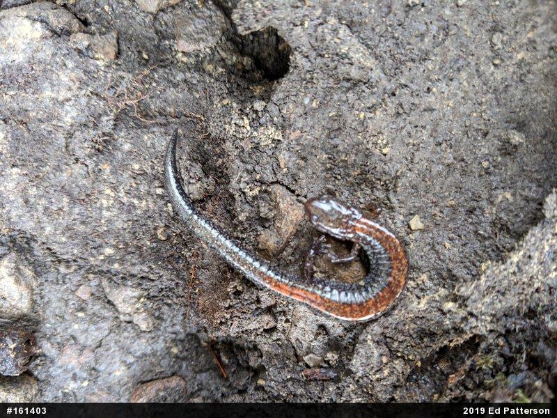 Eastern Red-backed  Salamander