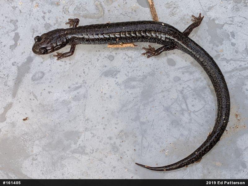 Valley And Ridge Salamander