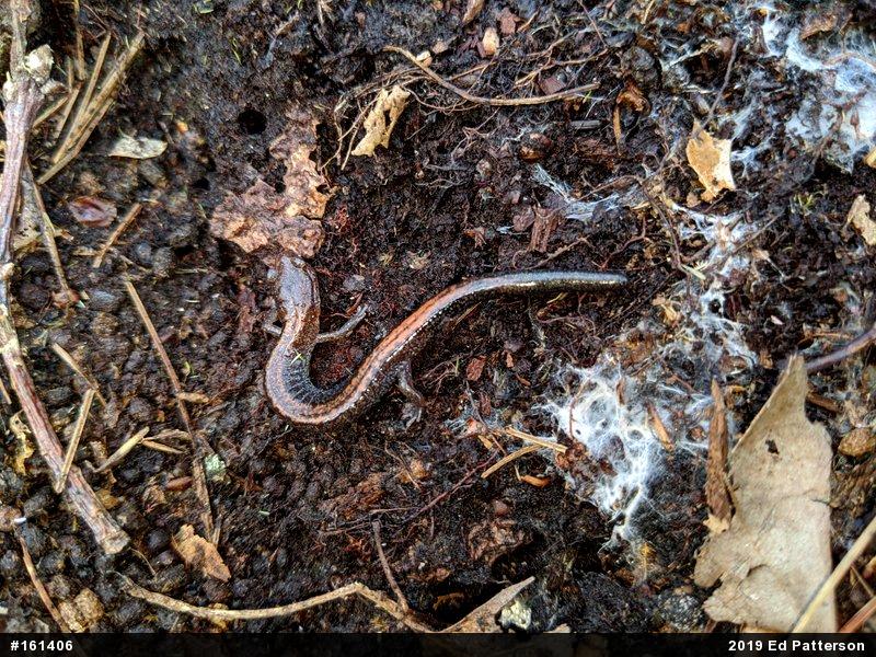 Eastern Red-backed  Salamander