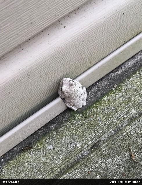 Unknown Gray Treefrog