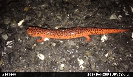 Northern Red Salamander