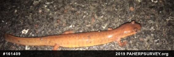 Northern Spring Salamander
