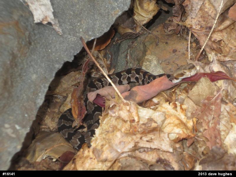 Timber Rattlesnake