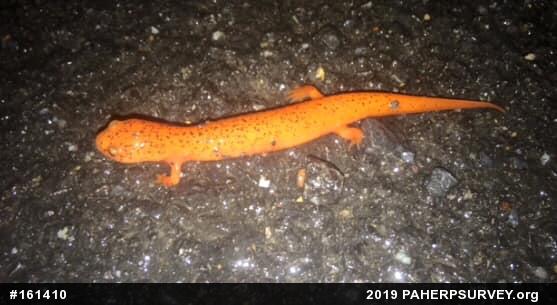 Northern Red Salamander