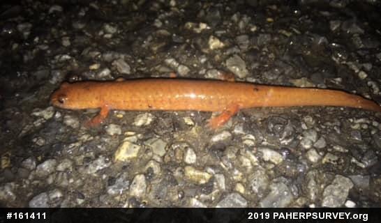 Northern Spring Salamander