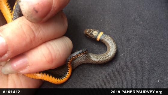 Northern Ring-necked Snake