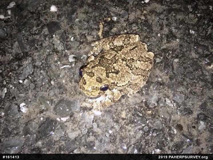 Unknown Gray Treefrog