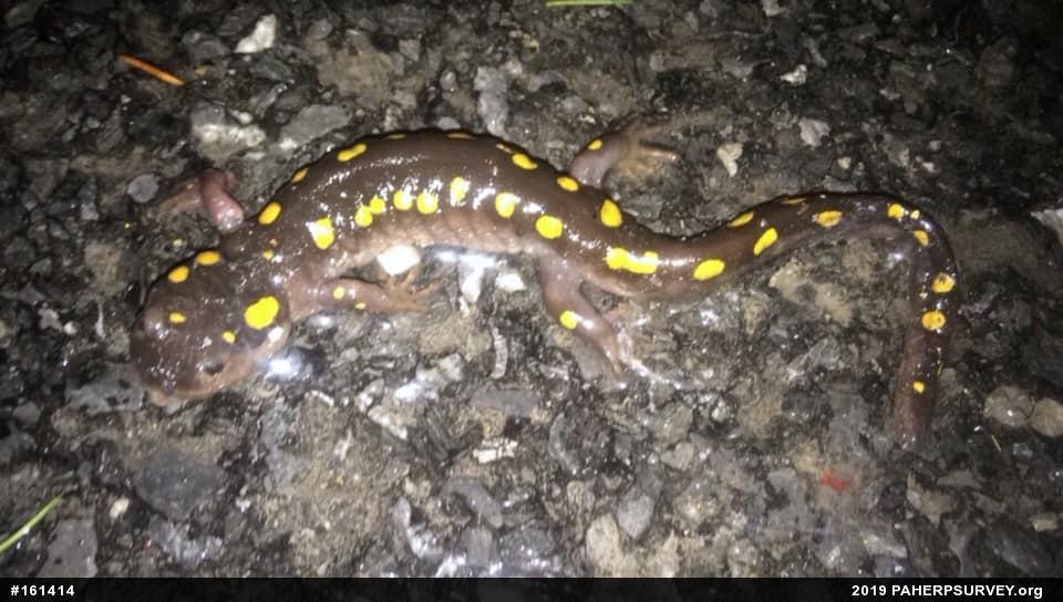 Spotted Salamander