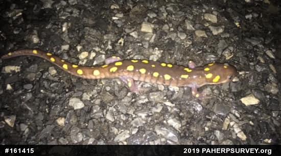 Spotted Salamander