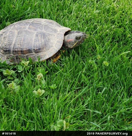 Red-eared Slider