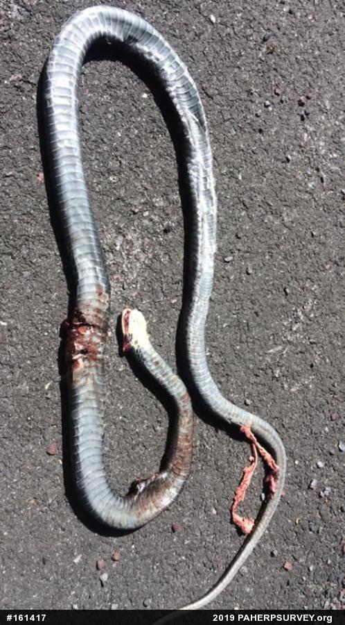 Northern Black Racer
