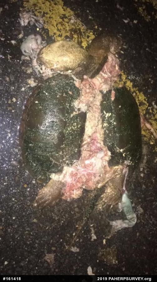 Snapping Turtle