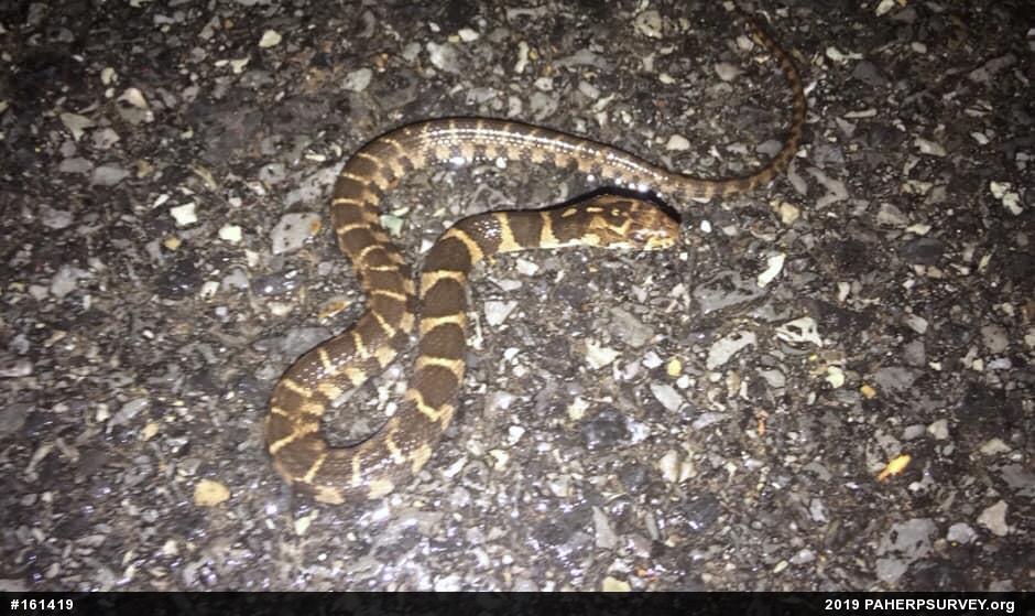 Northern Watersnake