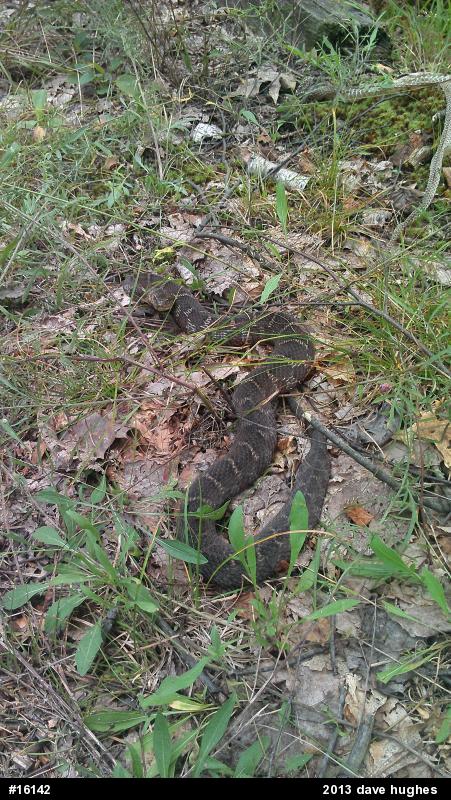 Northern Watersnake