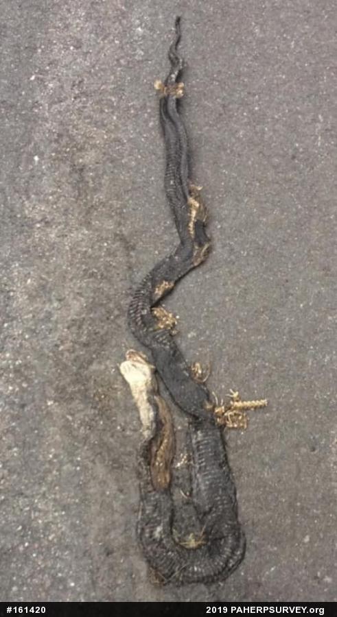 Eastern Ratsnake