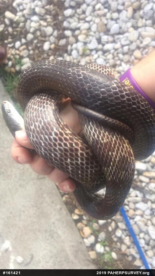 Eastern Ratsnake
