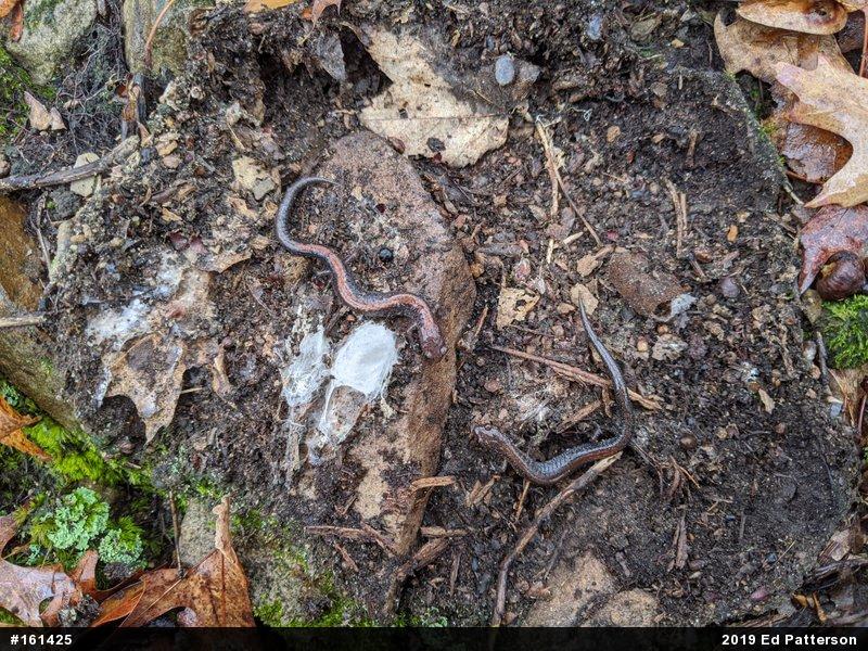 Eastern Red-backed  Salamander
