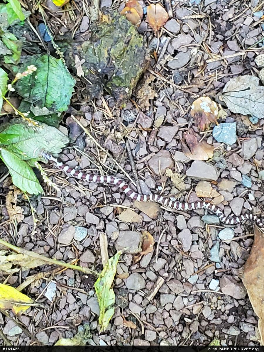 Eastern Milksnake