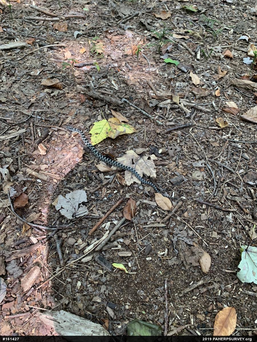 Eastern Ratsnake