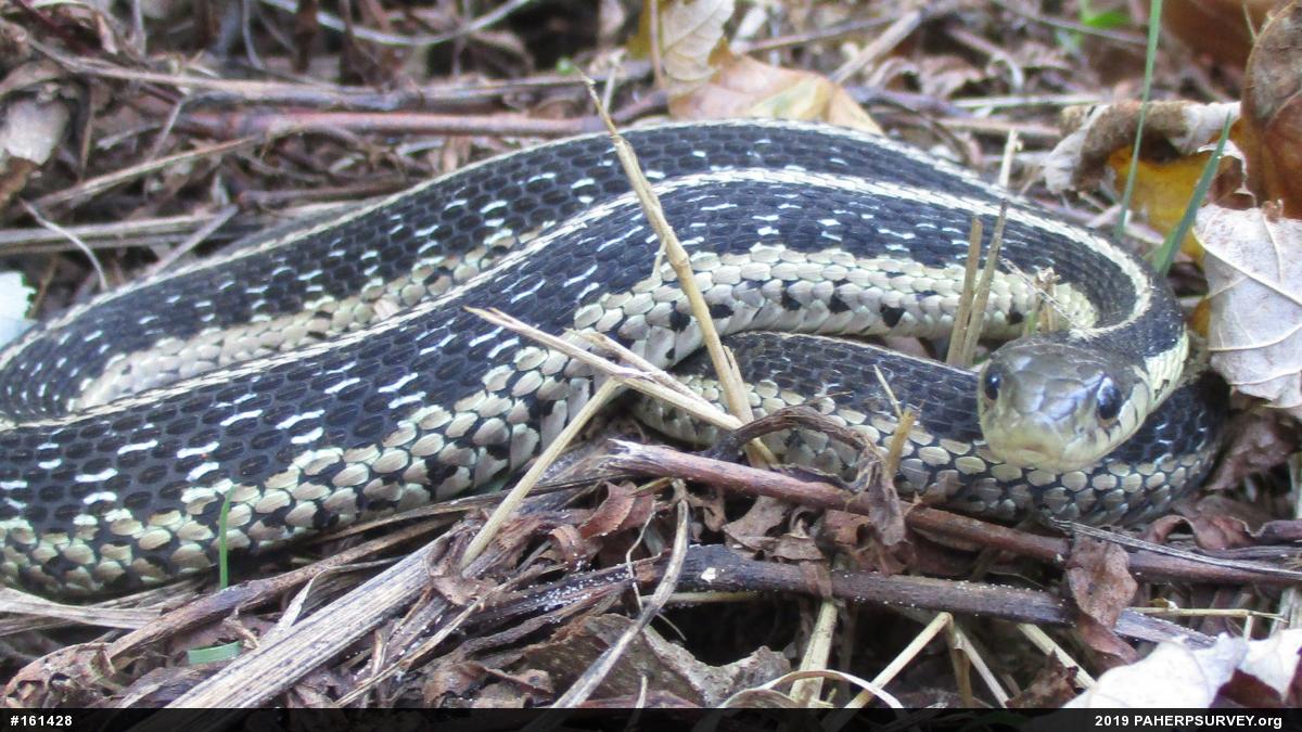 Eastern Gartersnake