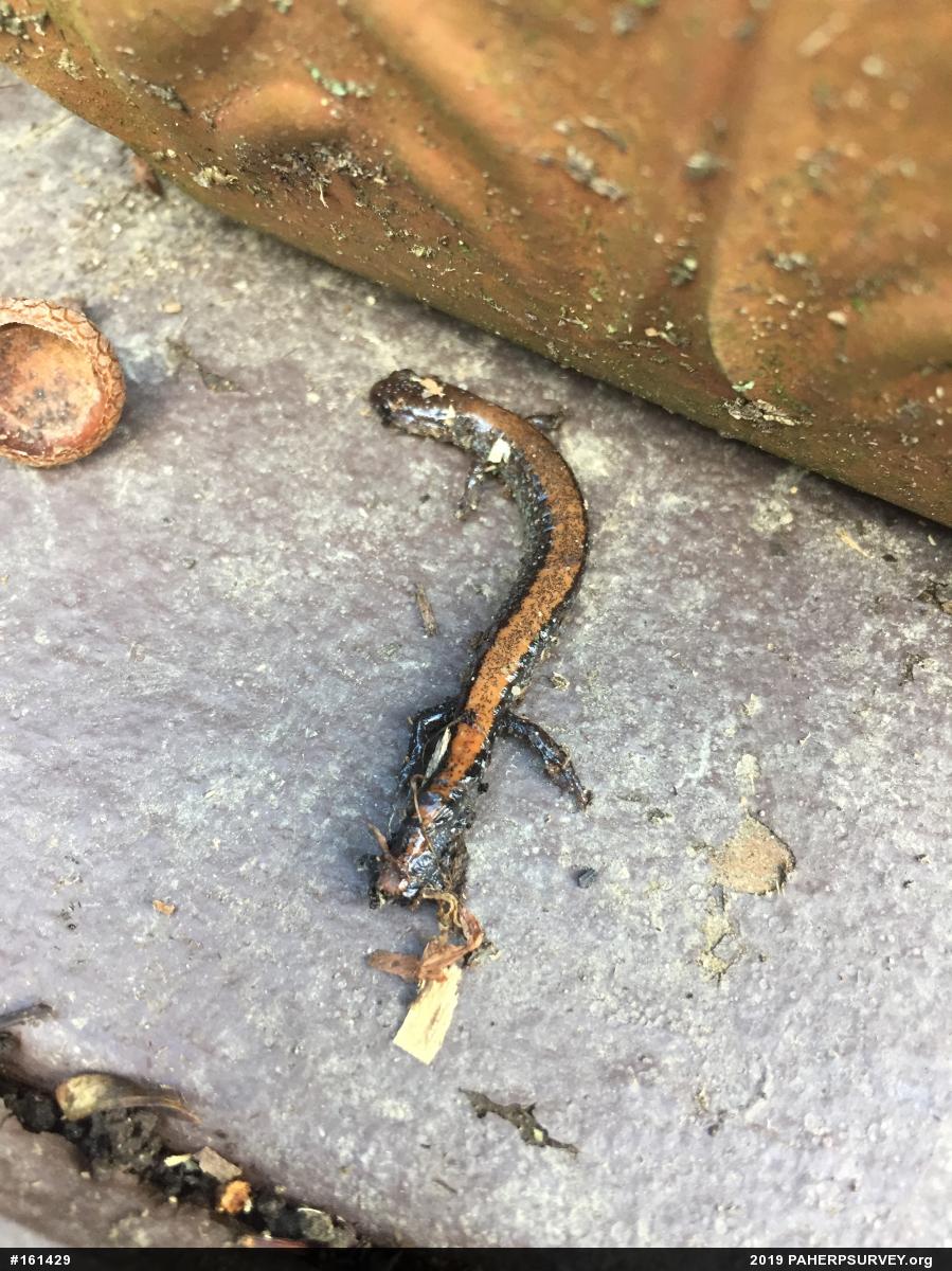 Eastern Red-backed  Salamander