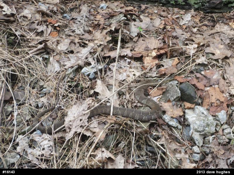 Northern Watersnake