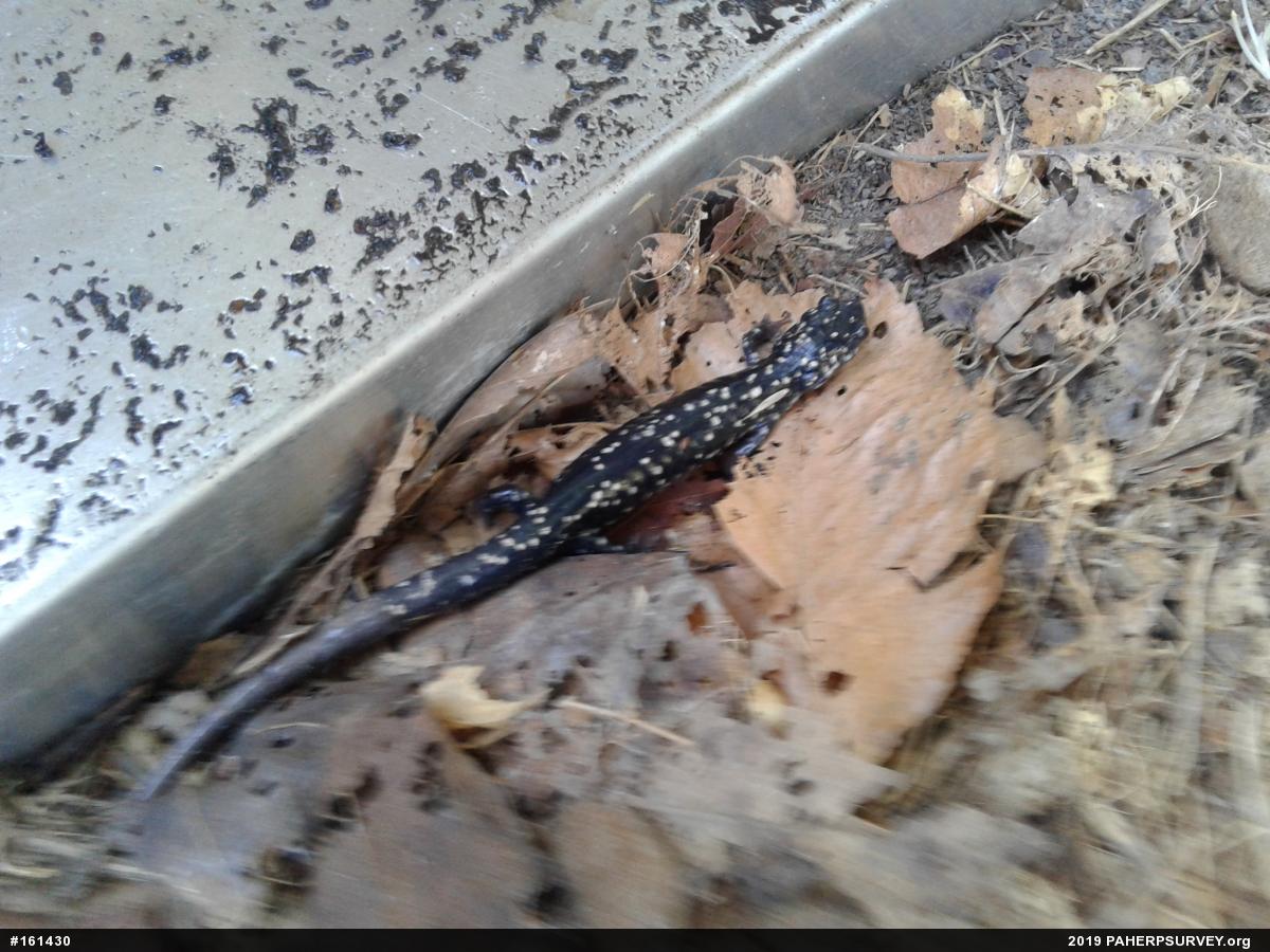 Northern Slimy Salamander