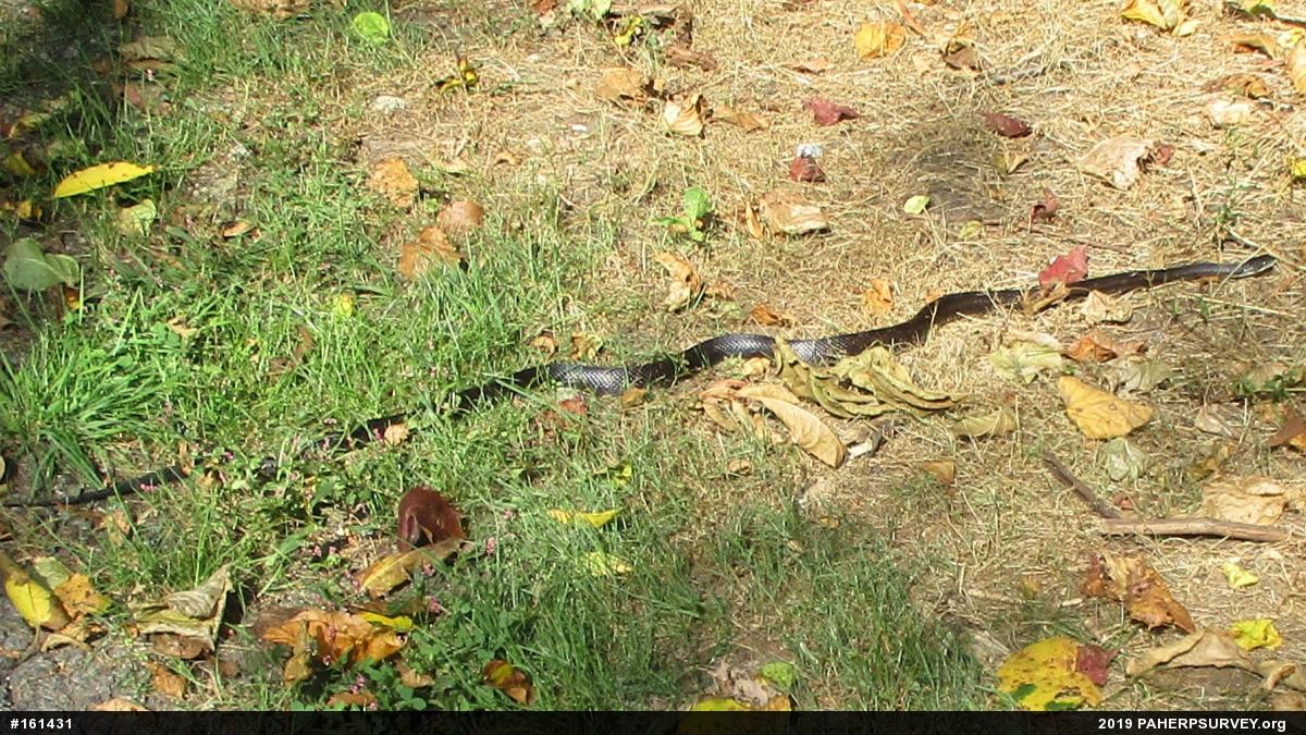 Eastern Ratsnake