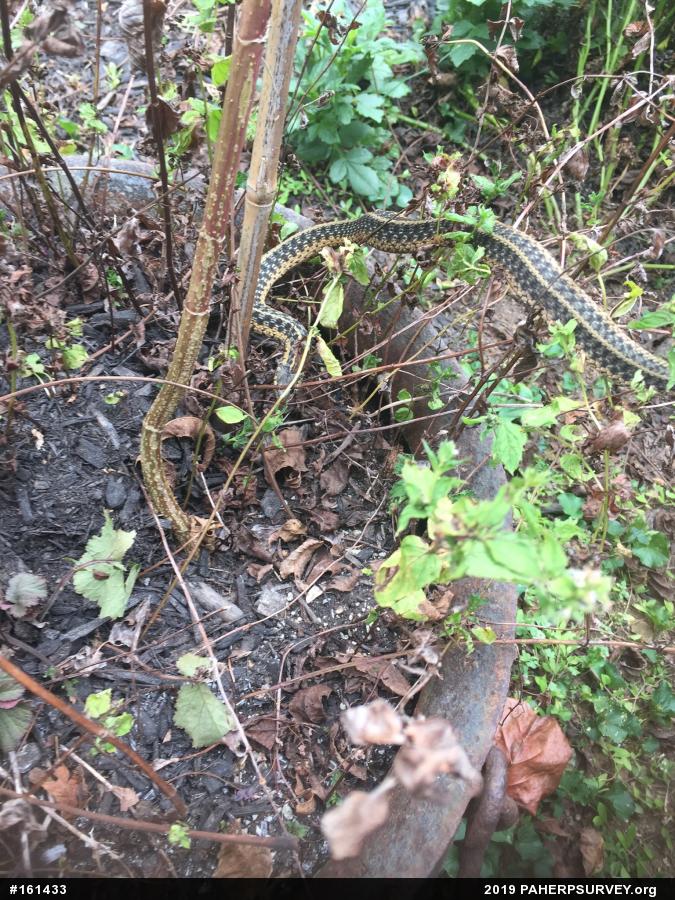 Eastern Gartersnake