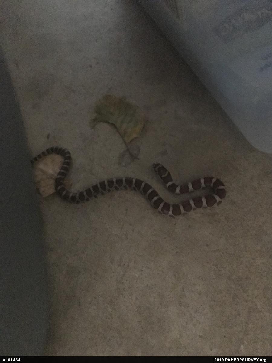 Eastern Milksnake