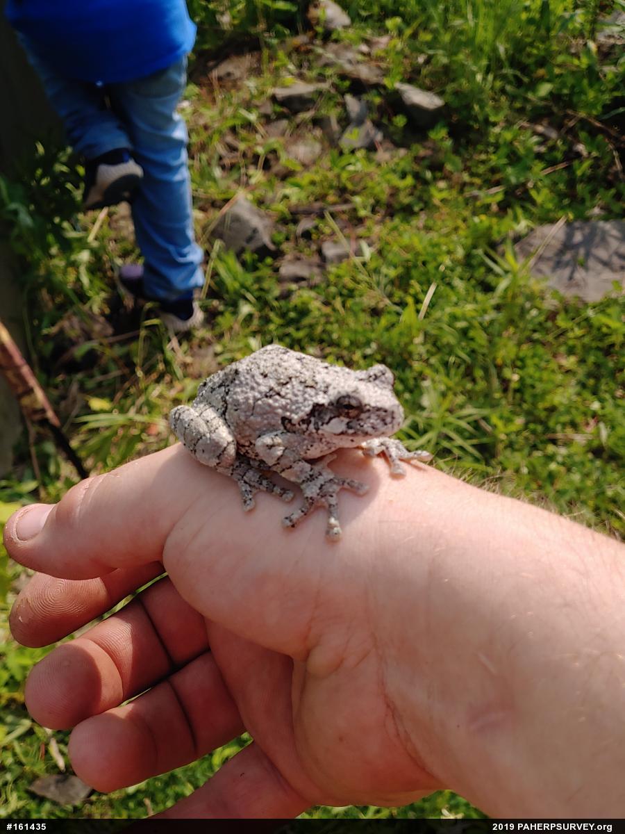 Unknown Gray Treefrog