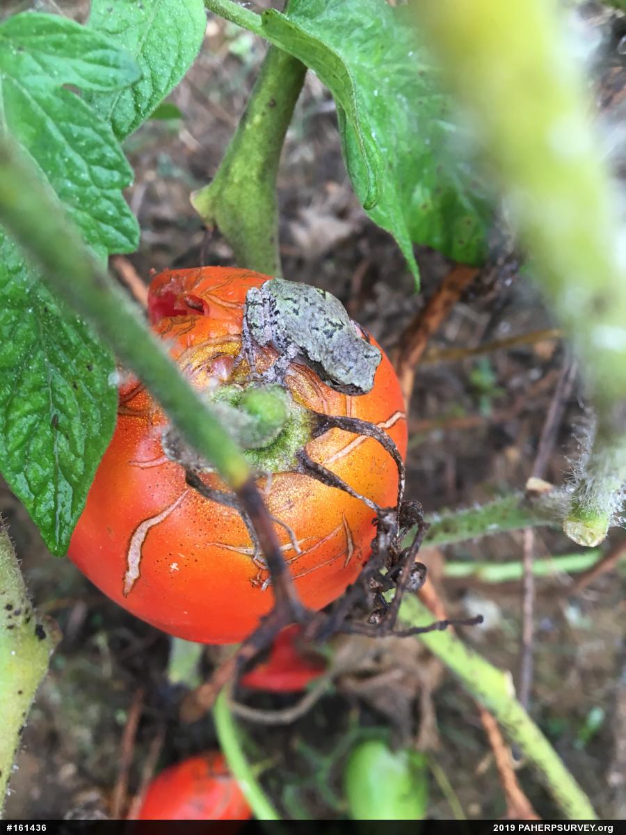 Unknown Gray Treefrog