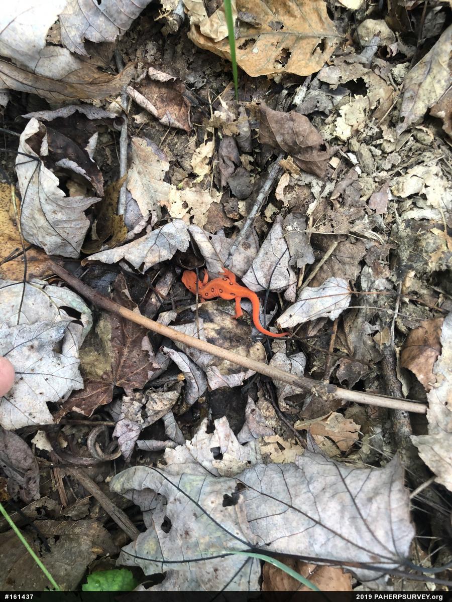 Red-spotted Newt