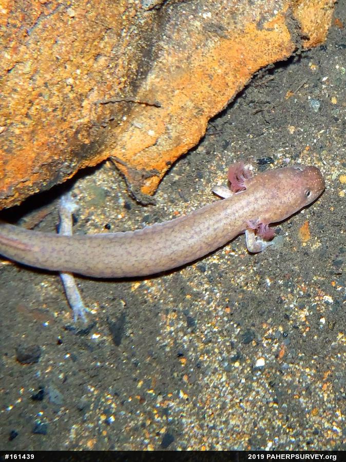 Northern Spring Salamander