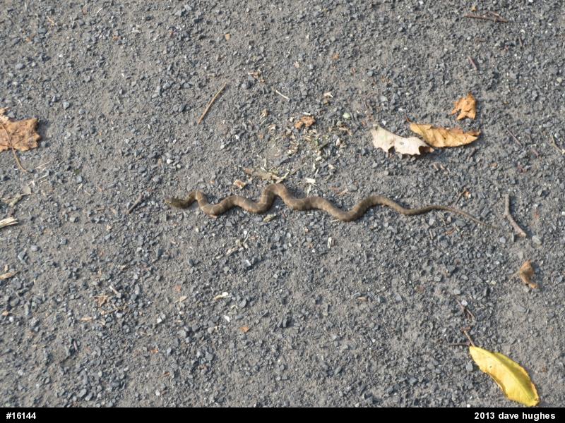 Northern Watersnake