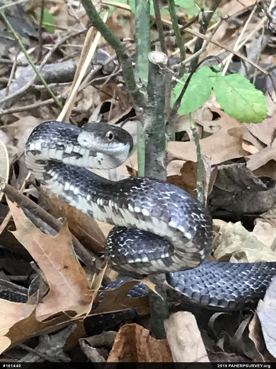 Eastern Ratsnake