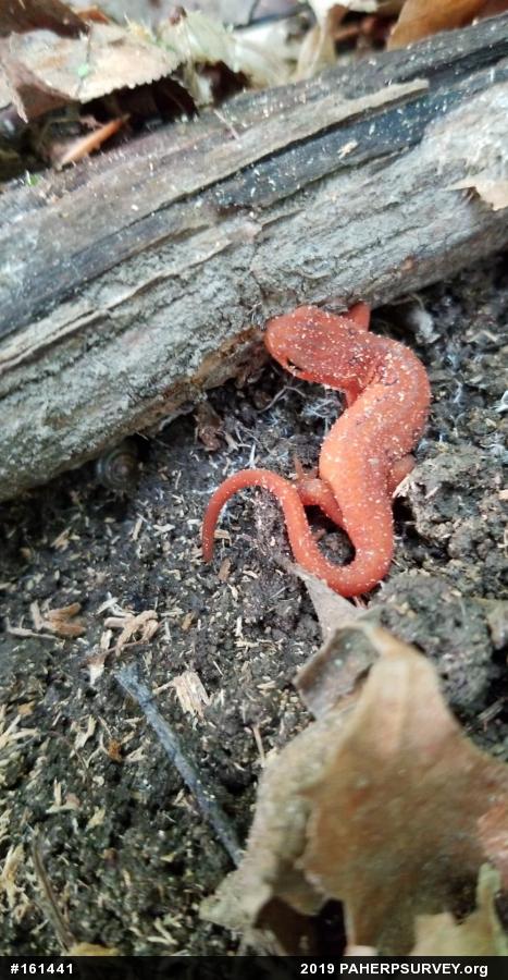 Red-spotted Newt