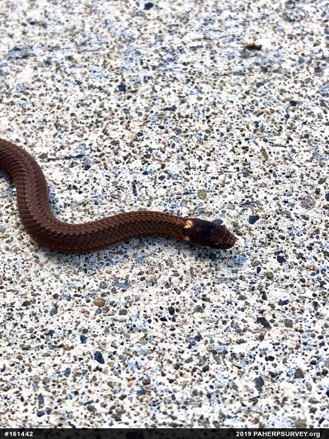 Red-bellied Snake
