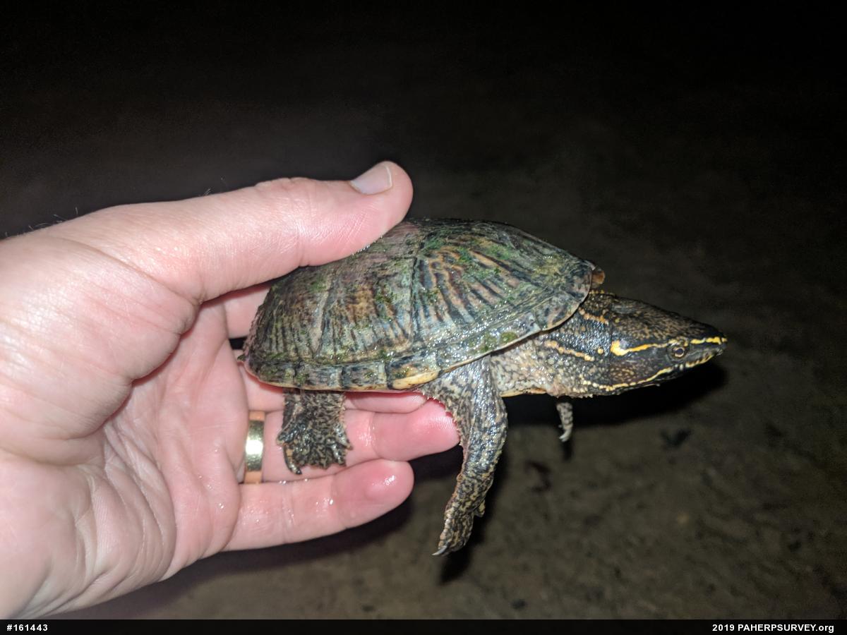Eastern Musk Turtle