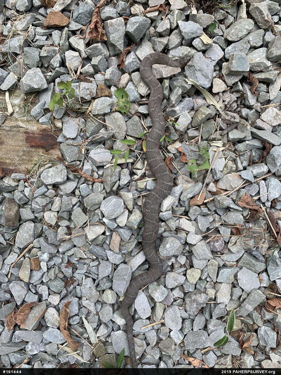 Northern Watersnake