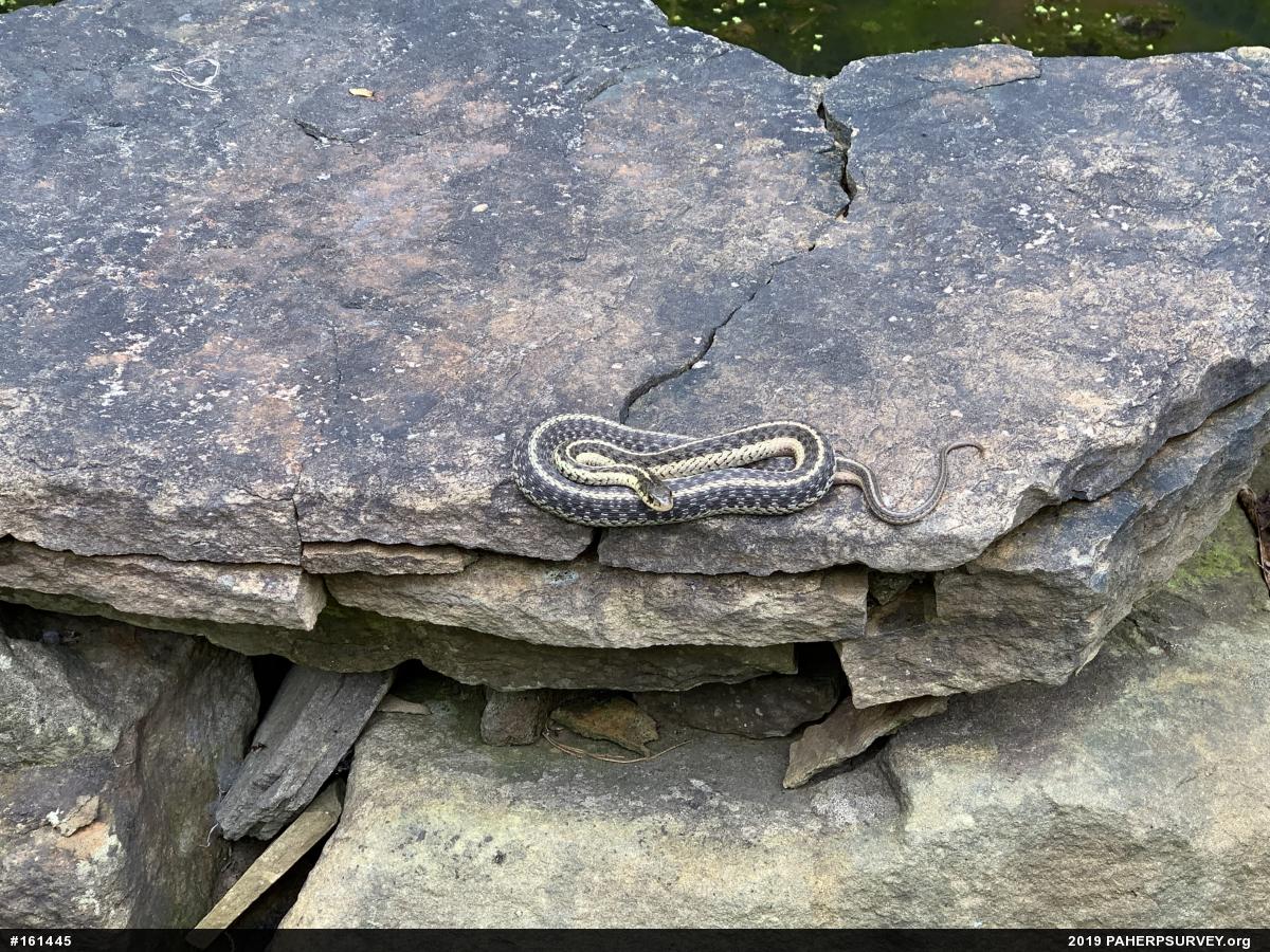 Eastern Gartersnake