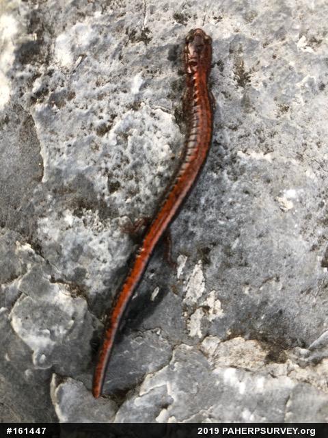 Eastern Red-backed  Salamander