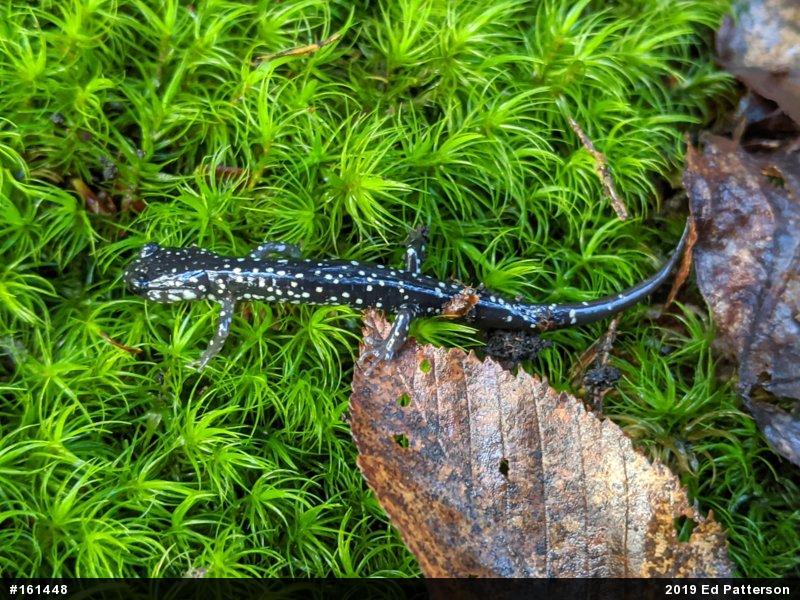 Northern Slimy Salamander