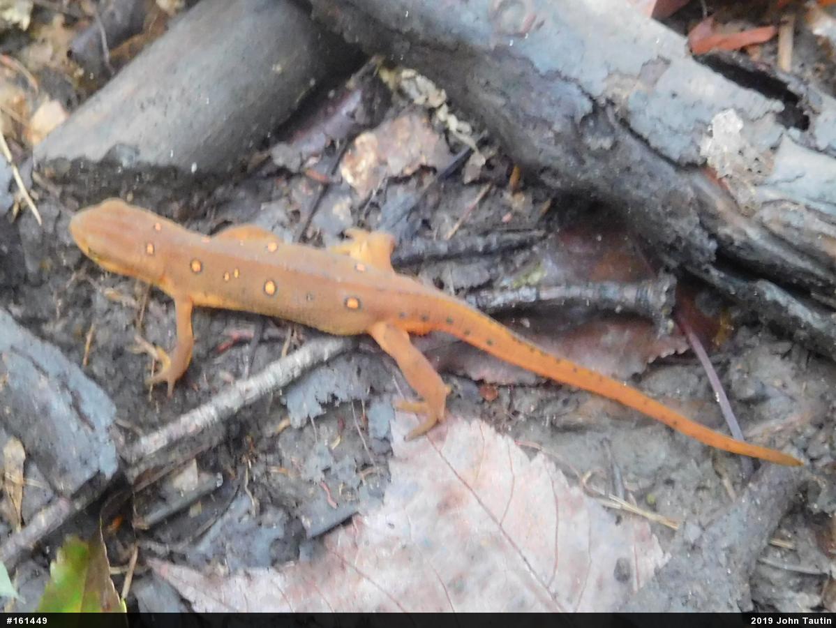 Red-spotted Newt