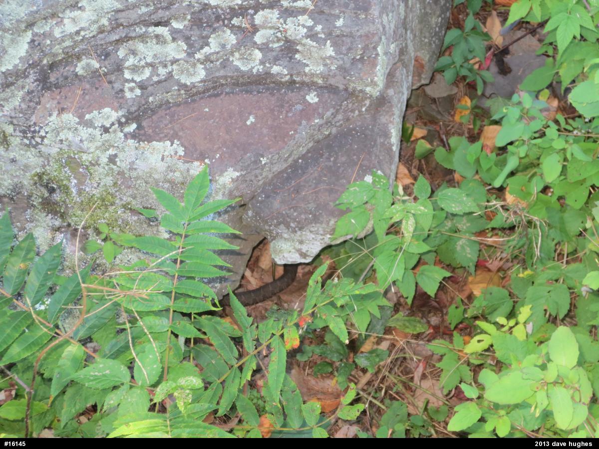 Northern Watersnake