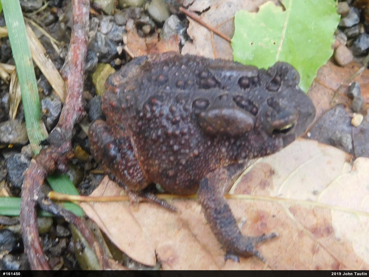 Eastern American Toad