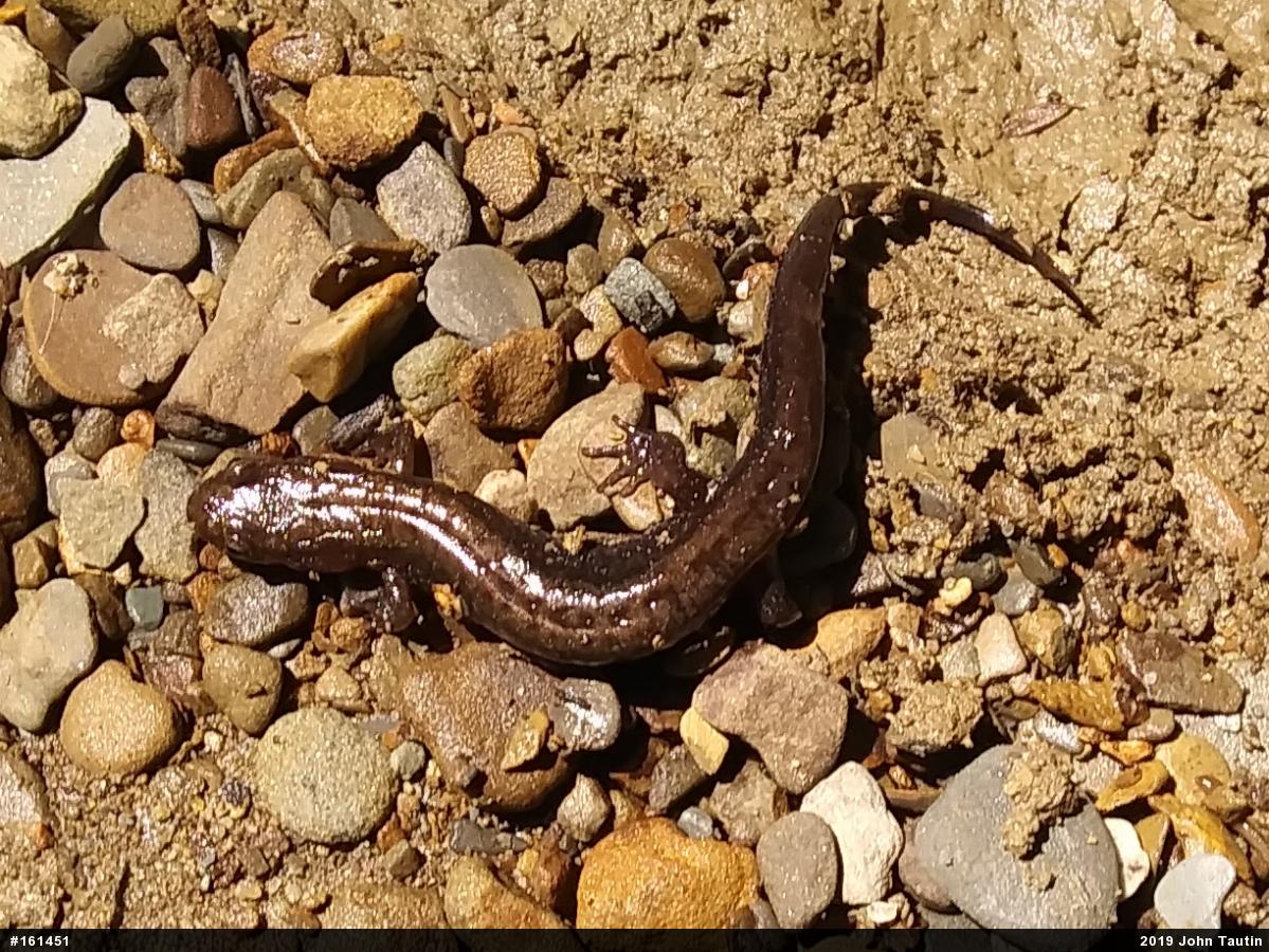 Allegheny Mountain Dusky Salamander