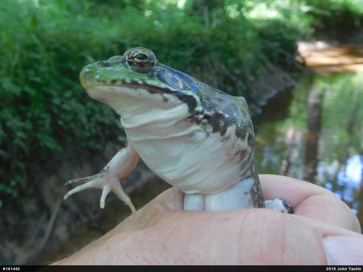 Green Frog