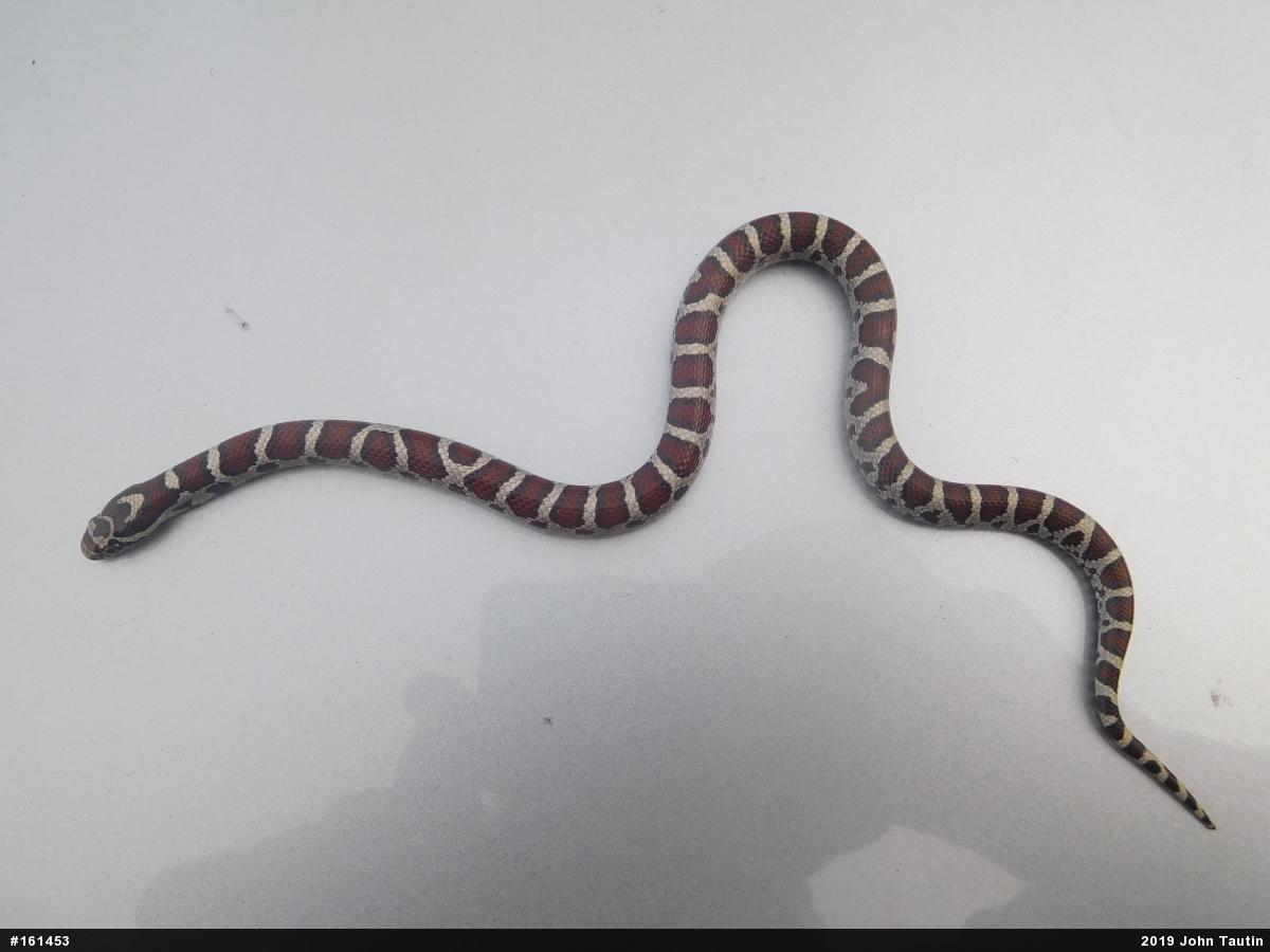 Eastern Milksnake
